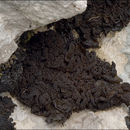 Image of jelly lichen