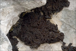 Collema fuscovirens (With.) J. R. Laundon resmi