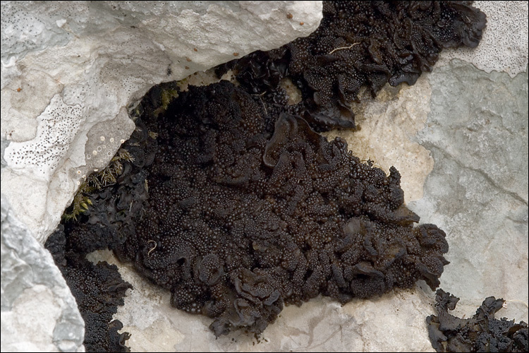 Image of jelly lichen