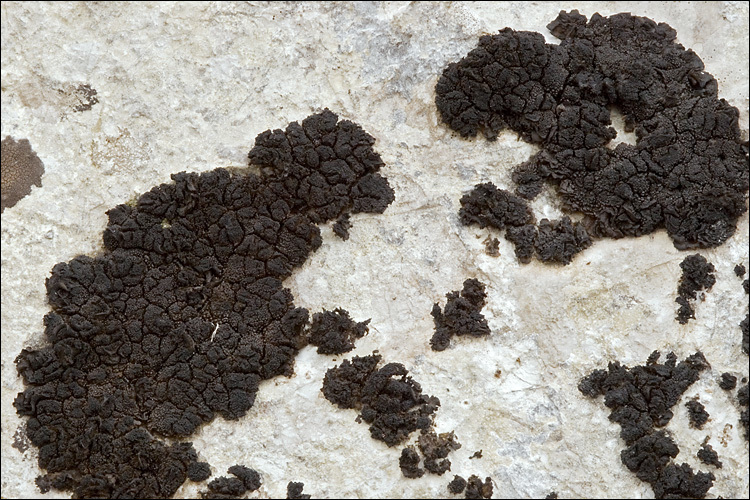 Collema fuscovirens (With.) J. R. Laundon resmi