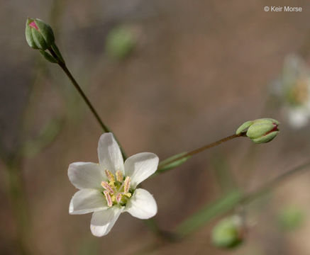 Image of Coast Range dwarf-flax