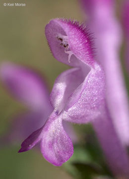 Image of common henbit