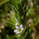 Image de Lythrum à Feuilles d'Hysope