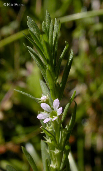 Plancia ëd Lythrum hyssopifolia L.