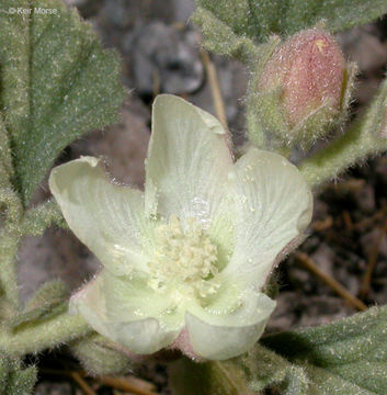 Image of alkali mallow