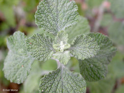 Imagem de Marrubium vulgare L.