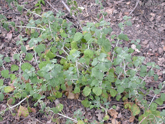 Imagem de Marrubium vulgare L.