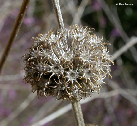 Image of horehound