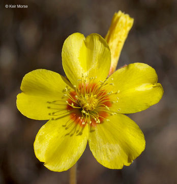 Image of grass blazingstar