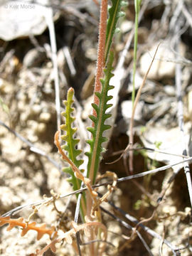 صورة Mentzelia gracilenta (Nutt.) Torr. & Gray