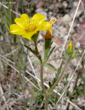 Image of grass blazingstar