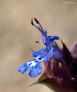 Imagem de Salvia columbariae Benth.