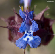 صورة Salvia columbariae Benth.