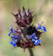 Imagem de Salvia columbariae Benth.