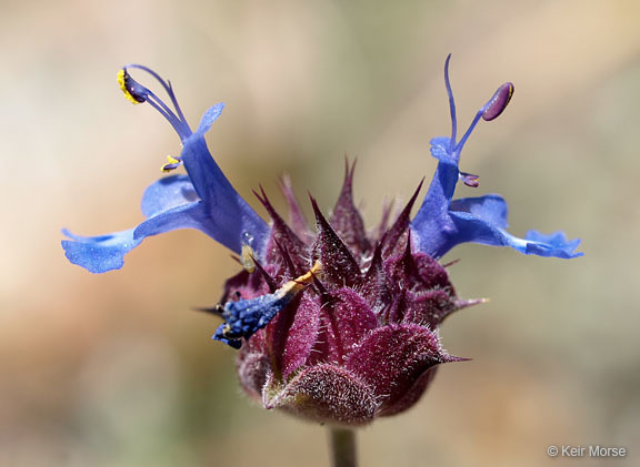 Imagem de Salvia columbariae Benth.