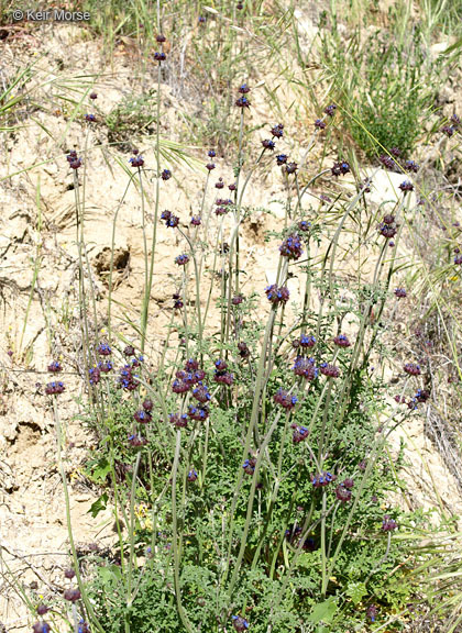 Imagem de Salvia columbariae Benth.