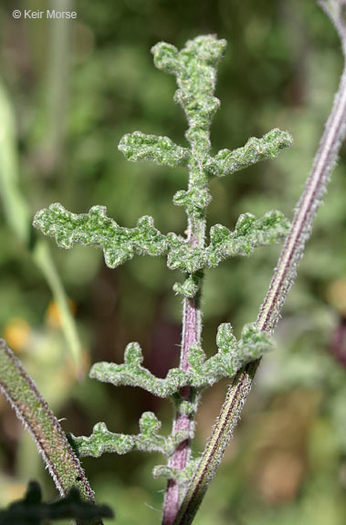 Imagem de Salvia columbariae Benth.