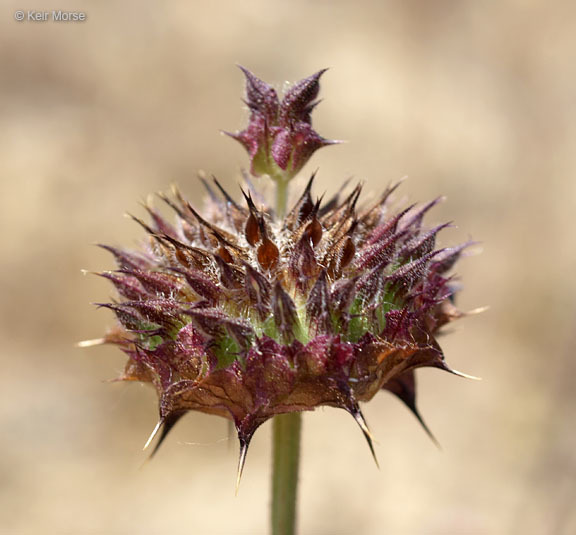 Imagem de Salvia columbariae Benth.