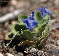 Image of Danny's skullcap