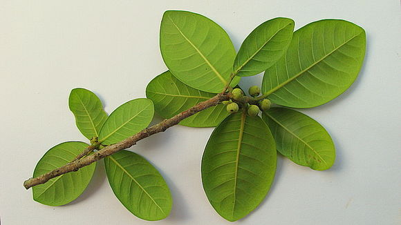 Ficus bahiensis C. C. Berg & Carauta的圖片