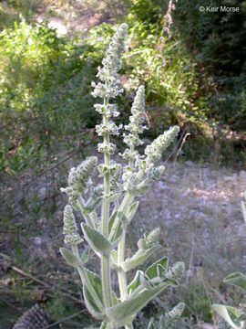 Image of whitestem hedgenettle