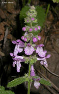 Stachys bullata Benth. resmi