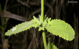 Image of California hedgenettle