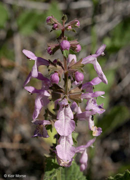 Stachys bullata Benth. resmi