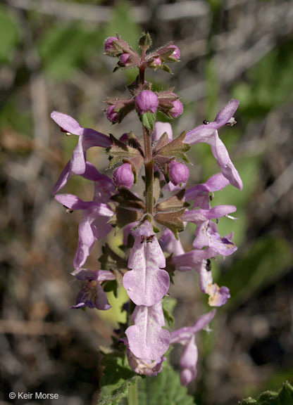 Image of California hedgenettle