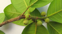 Image of Ficus bahiensis C. C. Berg & Carauta