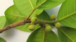 Ficus bahiensis C. C. Berg & Carauta的圖片