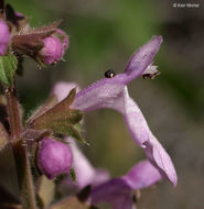 Image of California hedgenettle