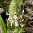 Imagem de Stachys pycnantha Benth.