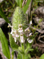 Image de Stachys pycnantha Benth.