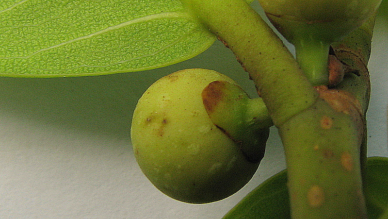 Ficus bahiensis C. C. Berg & Carauta的圖片