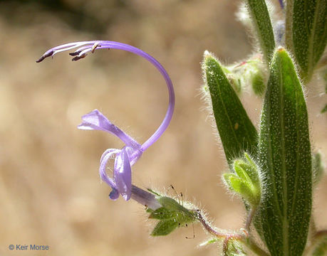 Image of vinegarweed