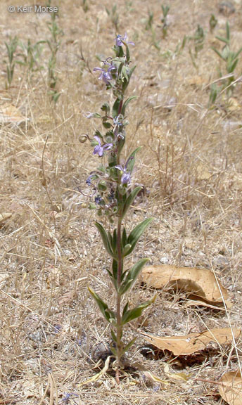 Trichostema lanceolatum Benth. resmi