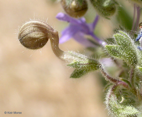 Trichostema lanceolatum Benth. resmi