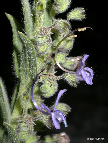 Trichostema lanceolatum Benth. resmi