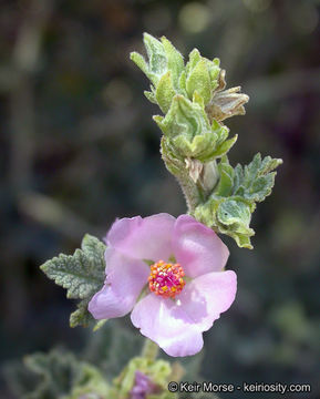 Image of Indian Valley bushmallow
