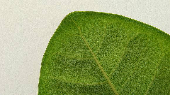 Imagem de Ficus bahiensis C. C. Berg & Carauta