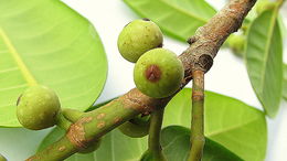 Ficus bahiensis C. C. Berg & Carauta的圖片