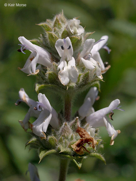 Image of black sage