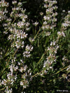 Image of black sage