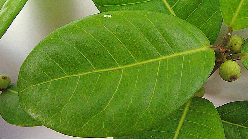 Ficus bahiensis C. C. Berg & Carauta的圖片