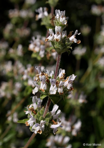 Image of black sage