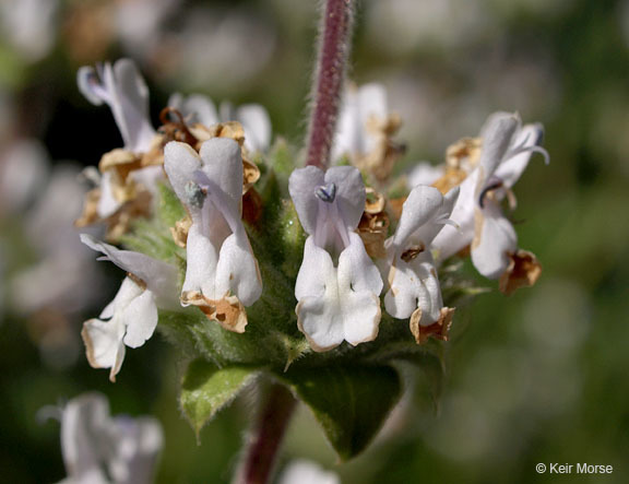 Image of black sage