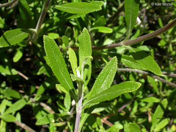 Image of black sage