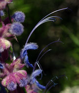 Image of woolly bluecurls