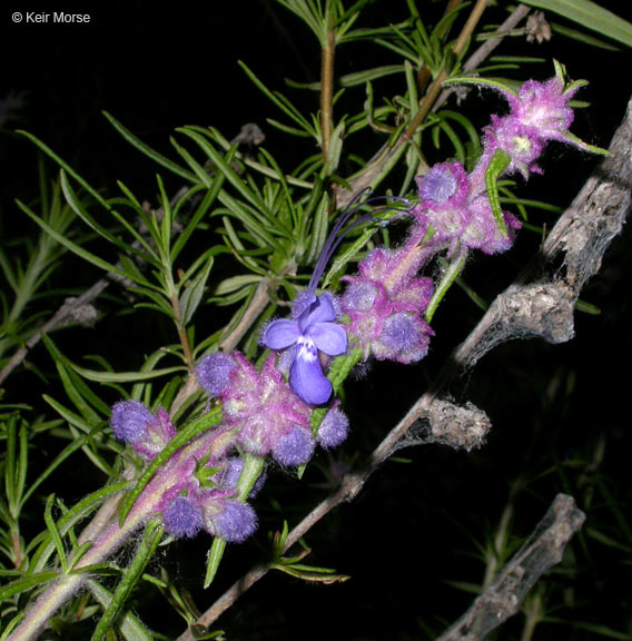 Trichostema lanatum Benth. resmi